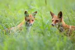 foxes in a clearing 59JFNTG scaled e1619811510428