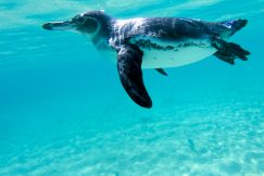 galapagos penguin swimming underwater galagapos ec P5SF9FS e1619813408427