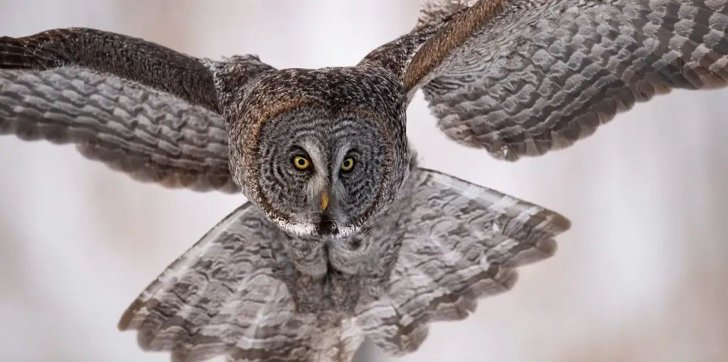 great gray owl BPRJMD7