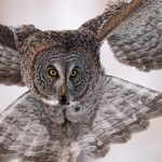 great gray owl BPRJMD7