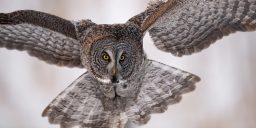 great gray owl BPRJMD7 scaled e1619733061863