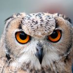 great horned owl ABSS8GE