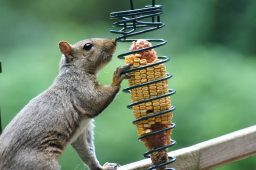 hungry squirrel eating corn cob from spiral squirr 5QV4HTQ scaled e1619727164610