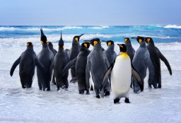 king penguins V92L3JU scaled e1619814544942