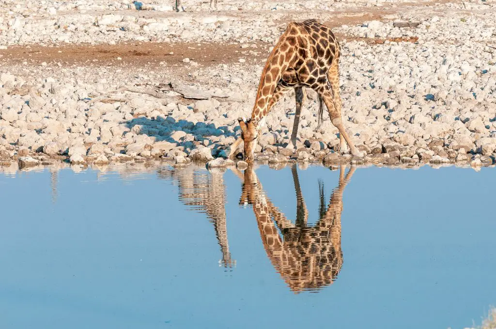 Can Giraffes Swim And Dive? ???? - WildLifeFAQ