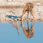 namibian giraffe drinking reflections of two giraf PA6833R