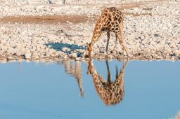 namibian giraffe drinking reflections of two giraf PA6833R scaled e1619771539710