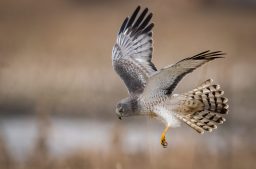 northern harrier hawk JFEJACG scaled e1619553314610