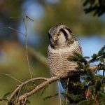 northern hawk owl surnia ulula PD5NPTS