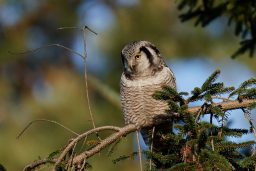 northern hawk owl surnia ulula PD5NPTS scaled e1619770966935