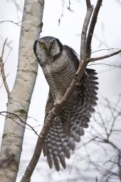 northern hawk owl surnia ulula PLKWJQG scaled e1619730679651