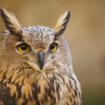 owl with yellow eyes and warm background in spain P3GLU2F