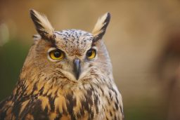 owl with yellow eyes and warm background in spain P3GLU2F scaled e1619731263113