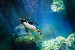 How Long Can Penguins Stay Underwater? ????