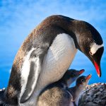 penguin family PJSUDWD