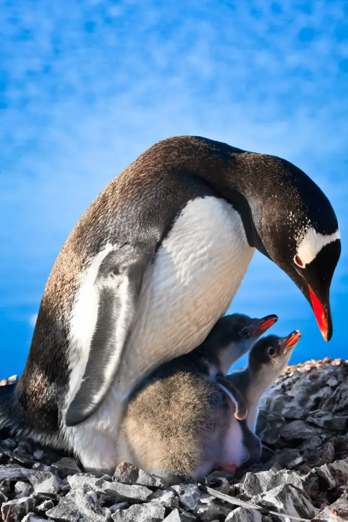 Do Penguins Have Feathers? ???? WildLifeFAQ