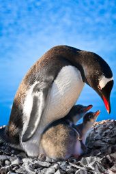 penguin family PJSUDWD scaled e1619813765586