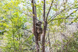 raccoon in tree ZP6KPAD scaled e1619818023166