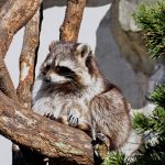 raccoon sits on a dry timber and heated in the sun PDEA4Y8