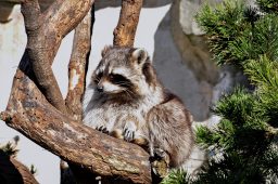 raccoon sits on a dry timber and heated in the sun PDEA4Y8 scaled e1619818477107