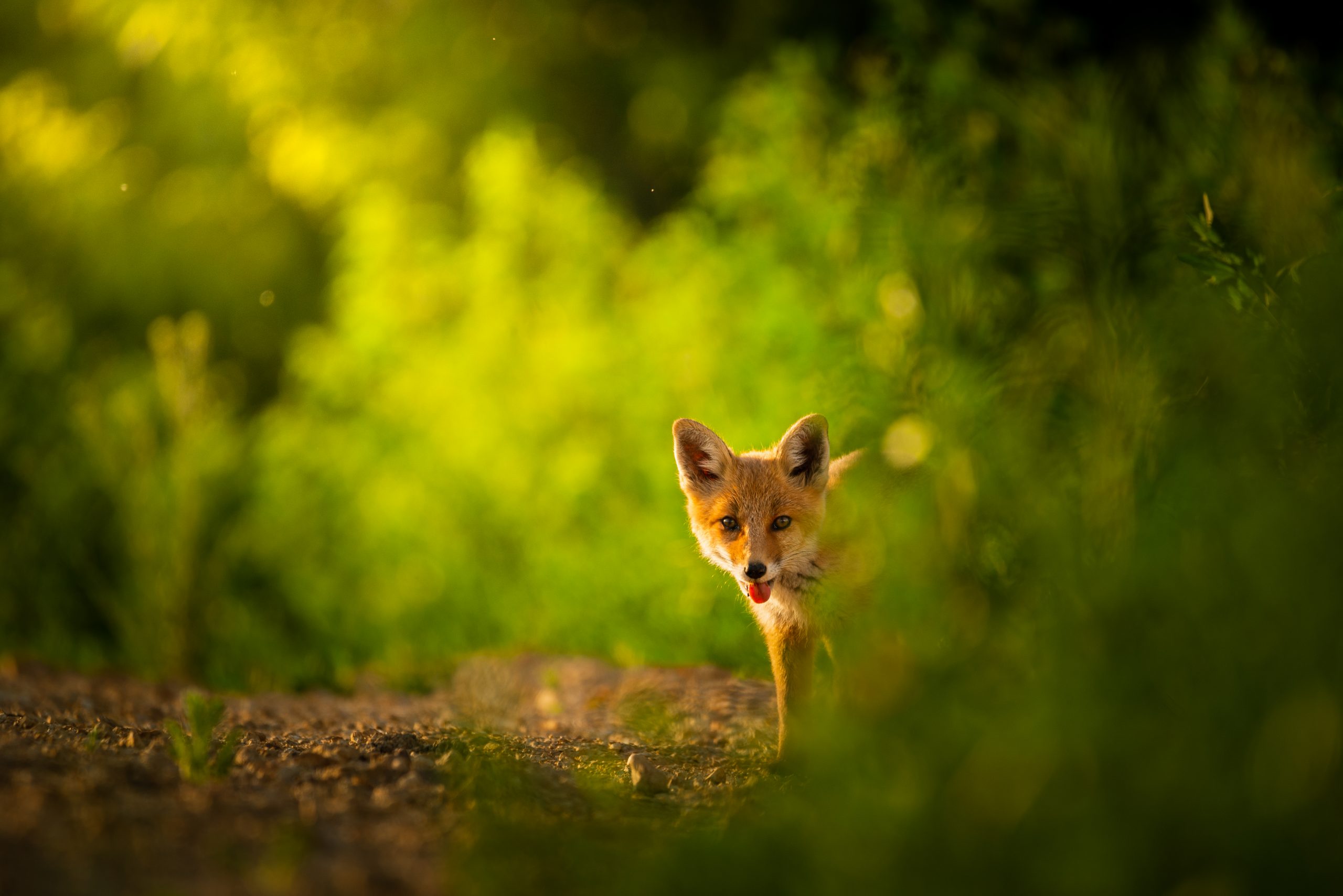 red fox cub vulpes vulpes RKEC8HT scaled