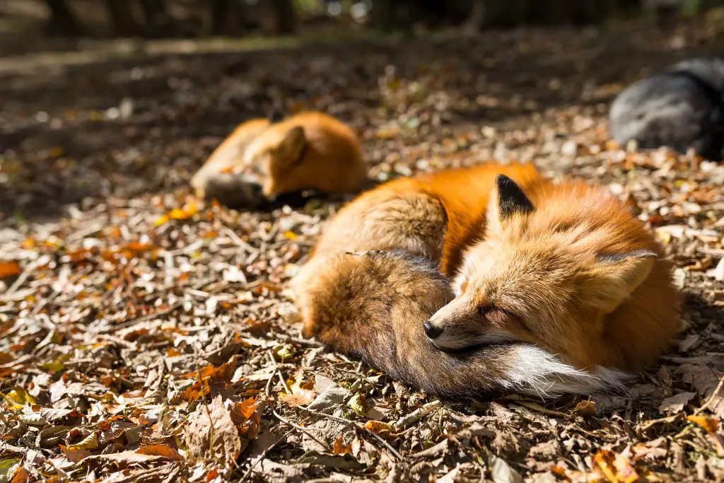 red fox sleeping at outdoor SJYMYHN