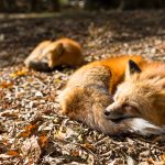 red fox sleeping at outdoor SJYMYHN
