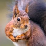 red squirrel portrait BUXFM4A