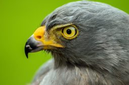 roadside hawk portrait PTLMDJN scaled e1619553786602