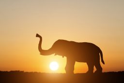 silhouette elephant on sunset background QHG3PVR scaled e1619550901555