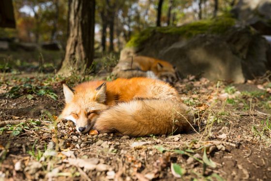 sleeping fox ZPTAZRC scaled e1660810822415