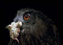 small snack eagle owl eating small chicken PGFQWS8 scaled e1619731535390