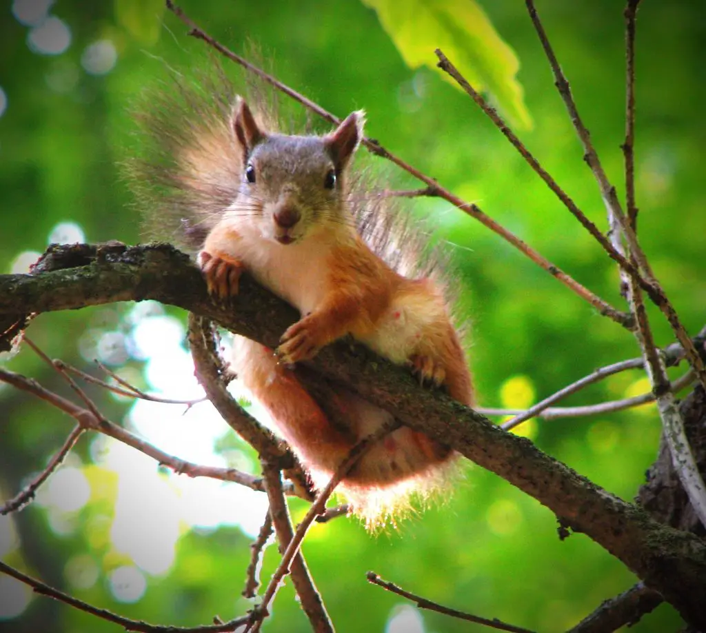 Do Squirrels Have Rabies? ????️ WildLifeFAQ