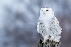 snowy owl bubo scandiacus PCA9L9E e1619772370186