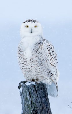 snowy owl bubo scandiacus PS853FZ e1619470488275