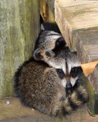 snuggling raccoons GLYWD36 e1630612062671