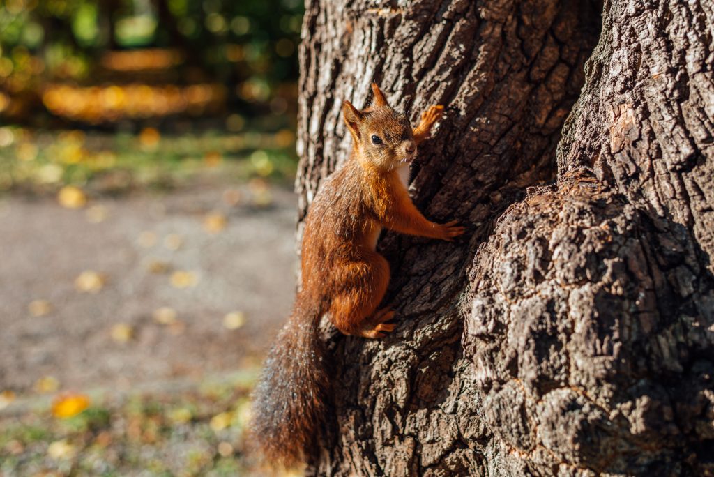 squirrel on tree in park XDB6WGW