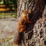 squirrel on tree in park XDB6WGW scaled e1656365730597