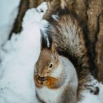 squirrel sits winter park PRVRZGL