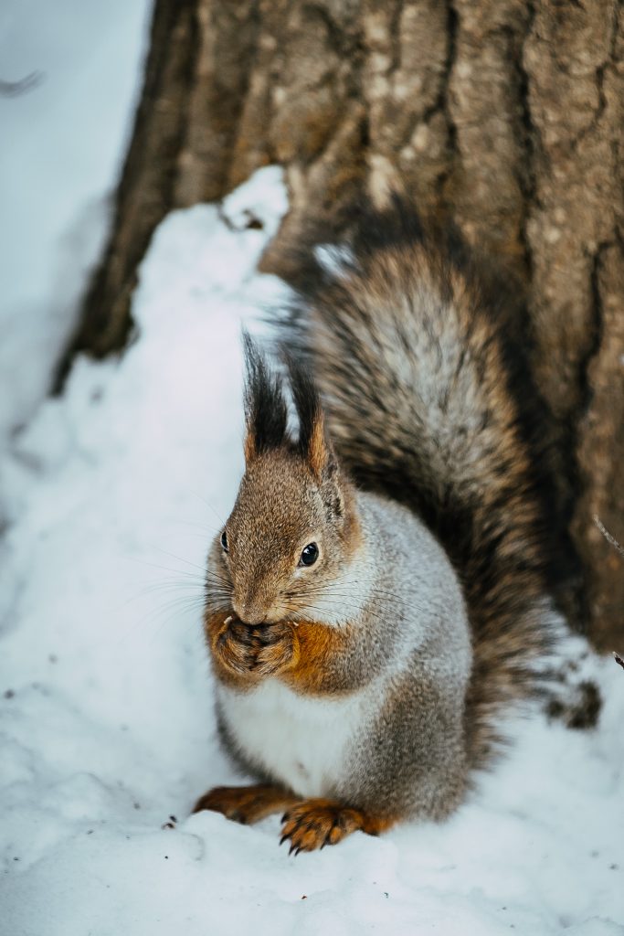 do squirrels hibernate all winter