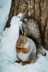 squirrel sits winter park PRVRZGL e1619727122611