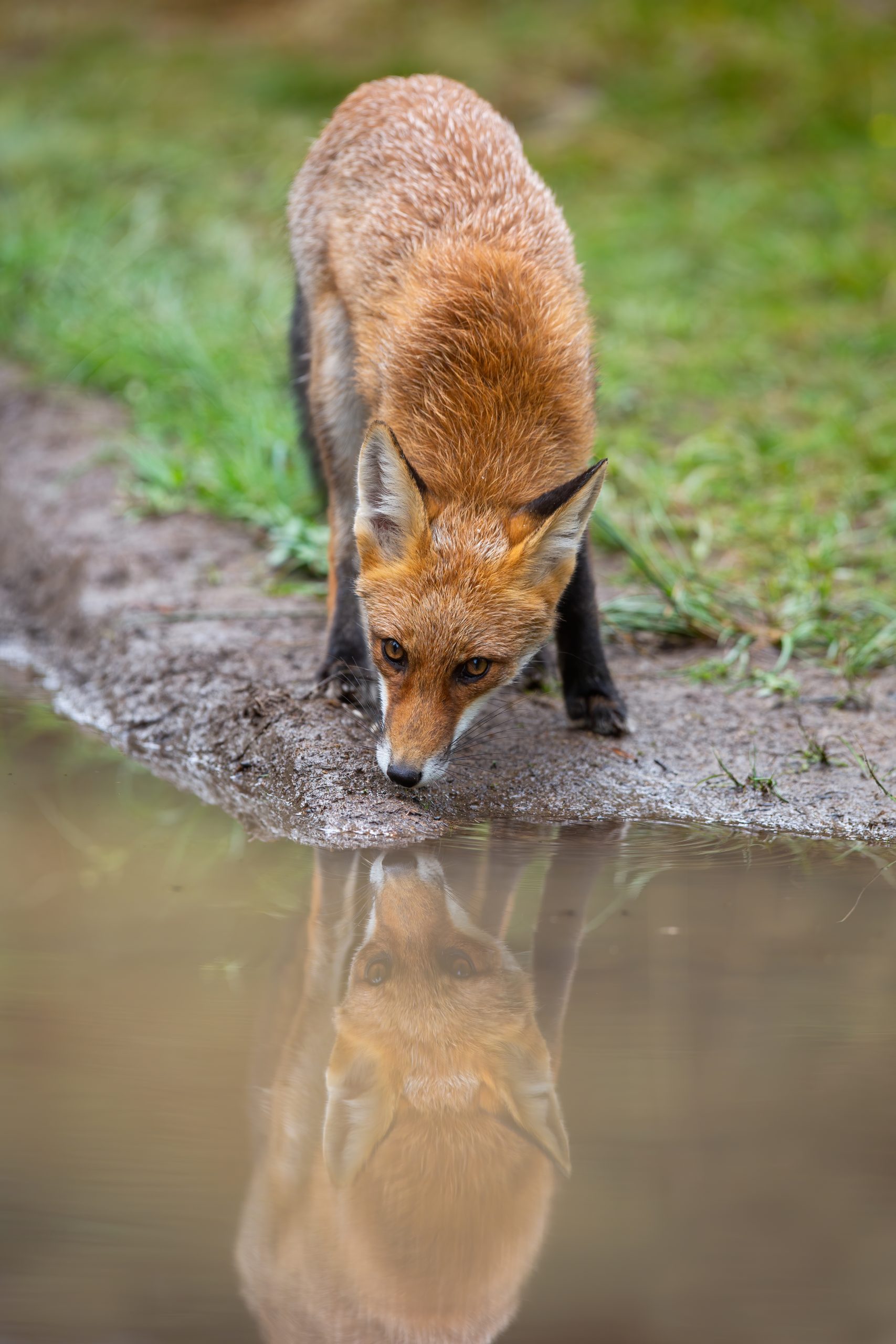 thirsty red fox drinking water from splash in autu 9252GKS scaled