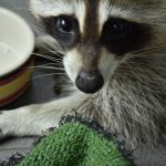 very cute and funny baby raccoon looks into camera WT9ZX82