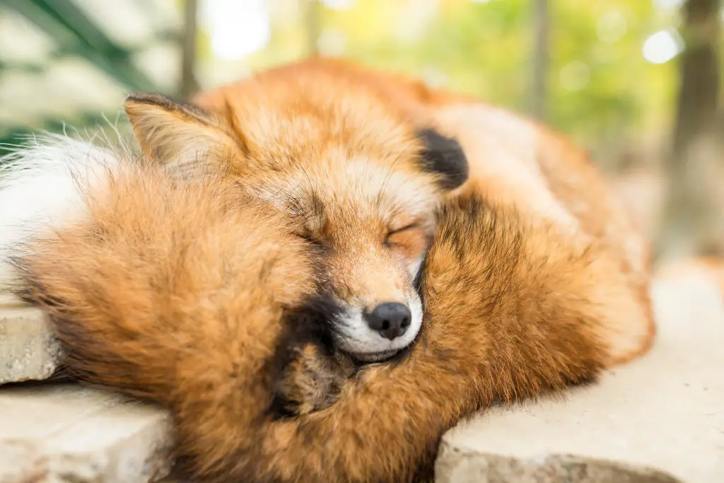 wild fox sleeping 7W6JTCJ