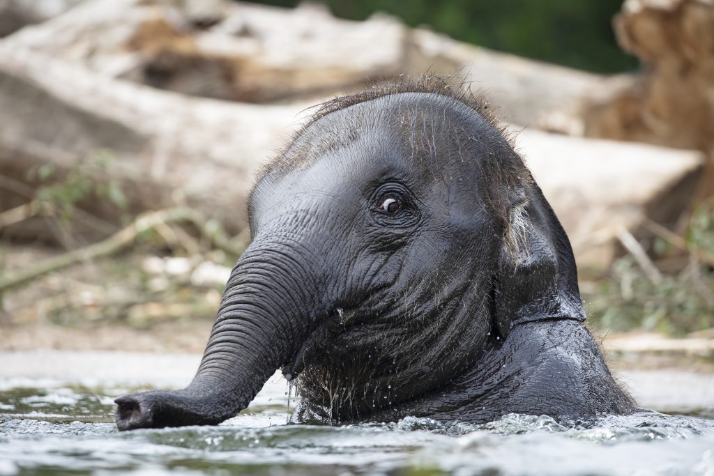 young indian elephant playing in the water LFTX965