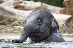 young indian elephant playing in the water LFTX965 scaled e1619461619204