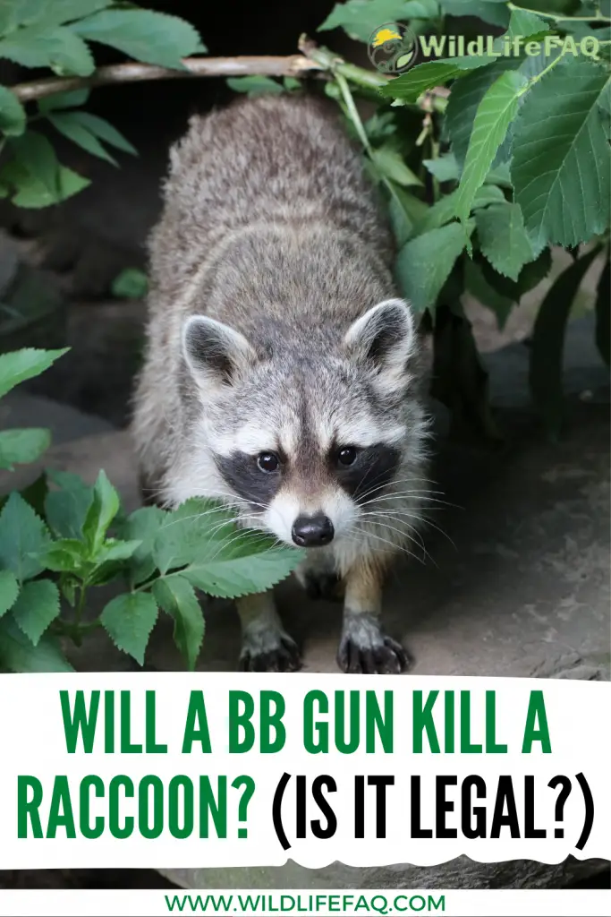 will bb gun kill raccoon