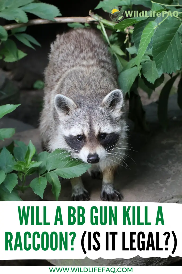 Will a BB/Pellet Gun Kill A Raccoon? Is Raccoon Hunting Legal
