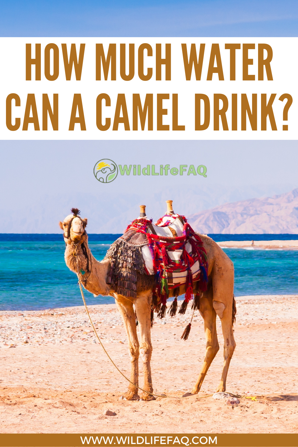 How Much Water Can A Camel Drink? (Explained) - WildLifeFAQ