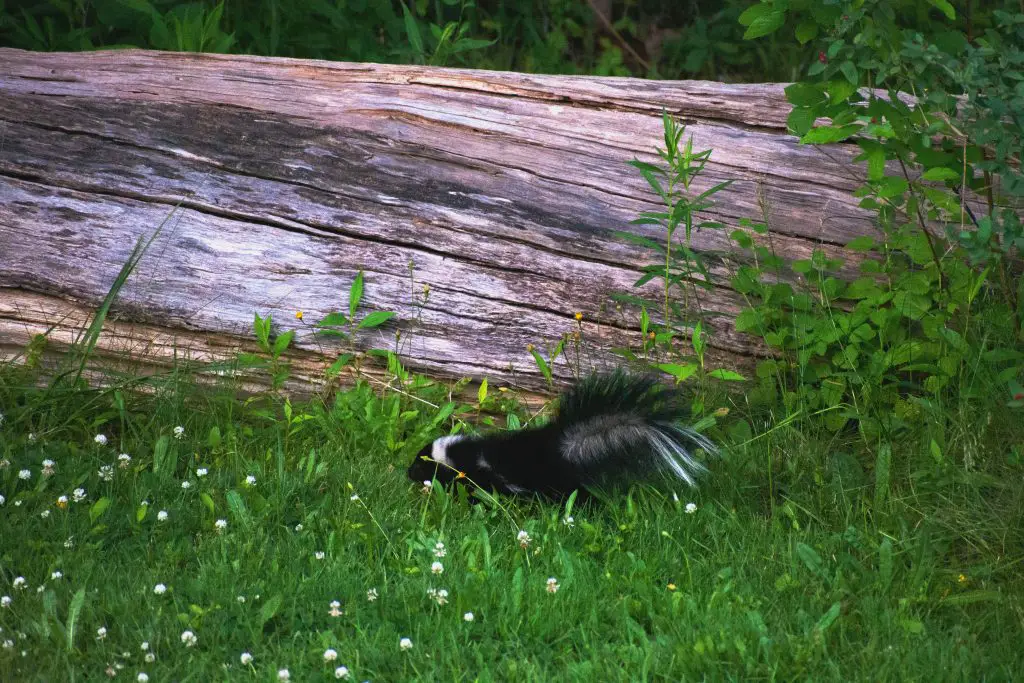 a baby skunk in the green grasses of clover ventur KQ8N4NN